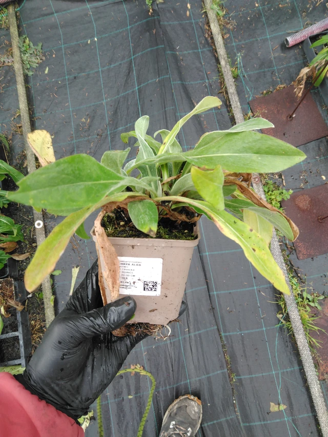 Kaunokki Alba - 23. 10. 2025