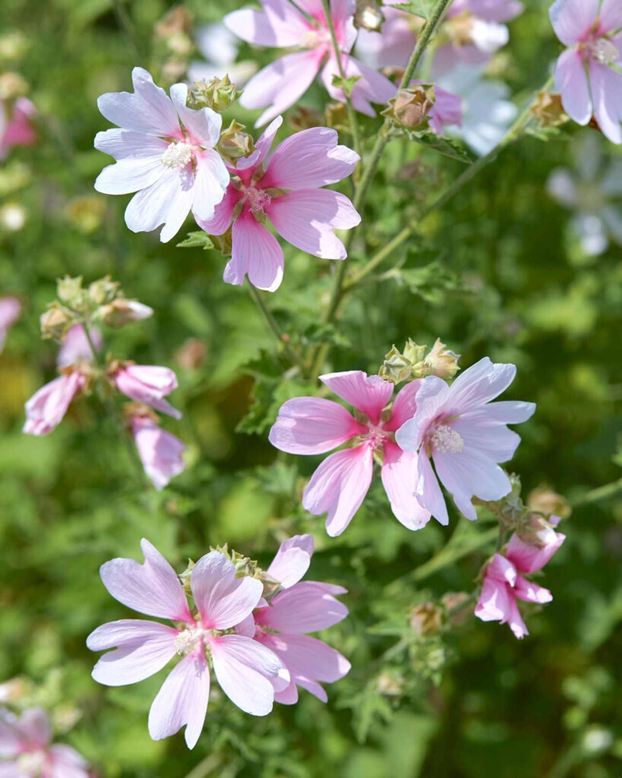 Malvikki Barnsley Baby, Loukykvět