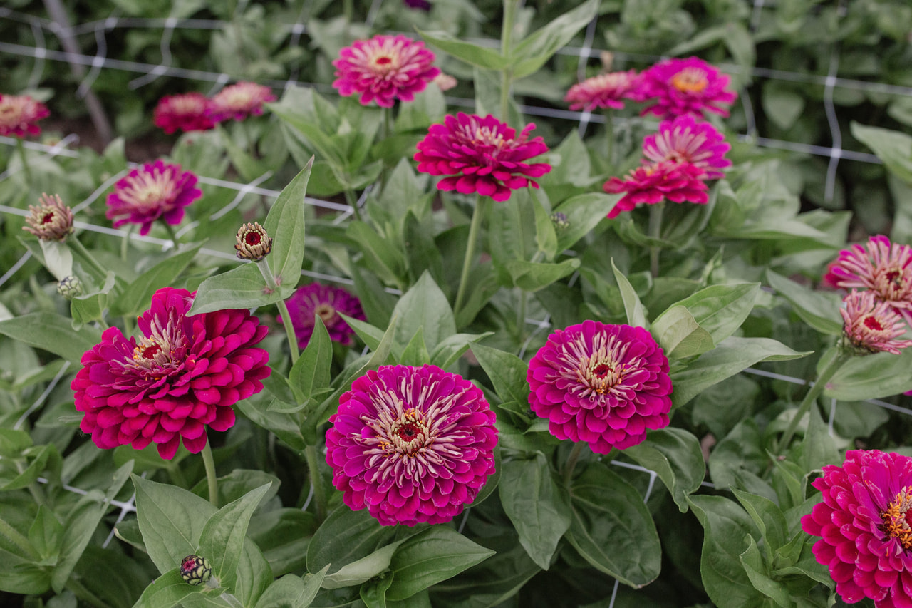 Tsinnia Benary’s Giant Wine, Loukykvět
