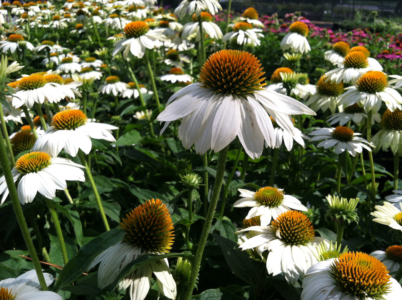 Echinacea PowWow White, Loukykvět