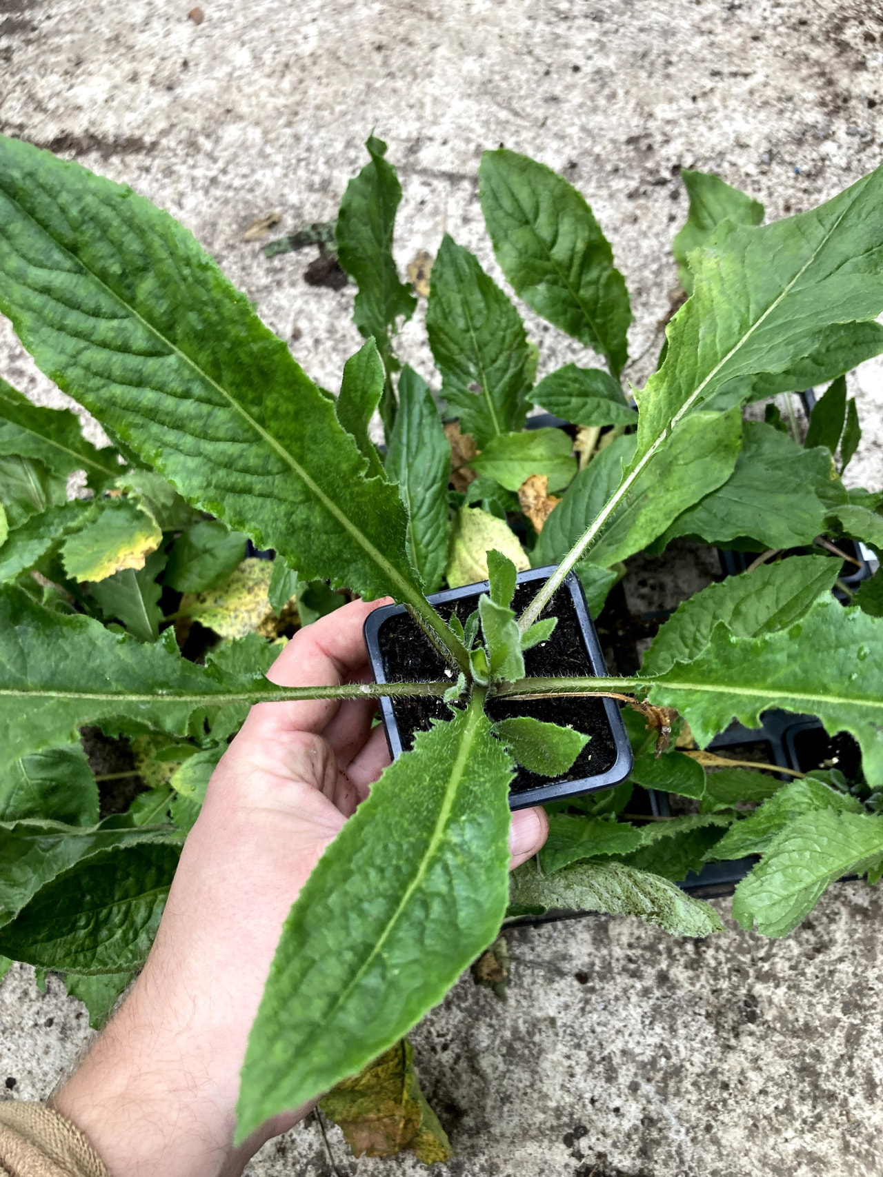 Illakko valkoinen, Loukykvět