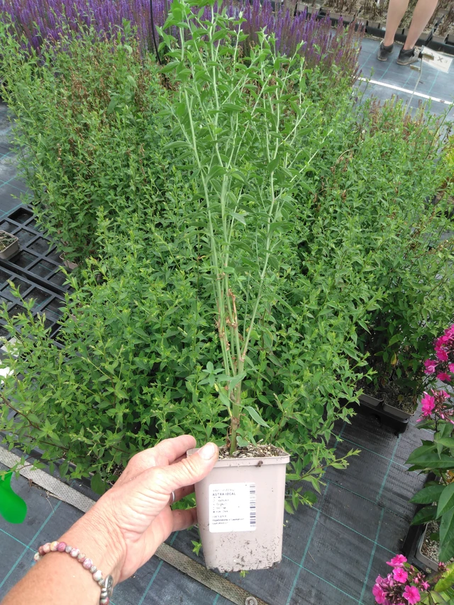 Kiinanasteri Ideal - 2024