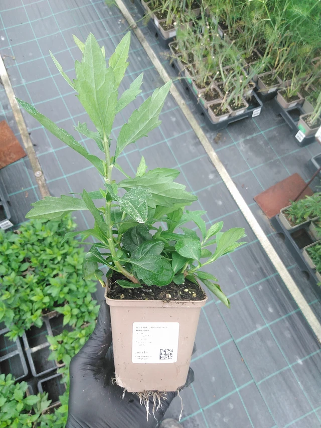 Kiinaasteri Madiva - 4. 8. 2025