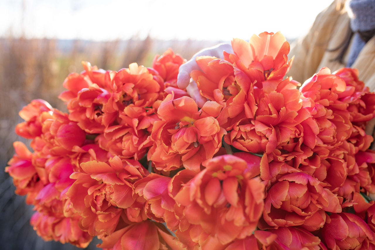 Tulppaani Iccon, Loukykvět