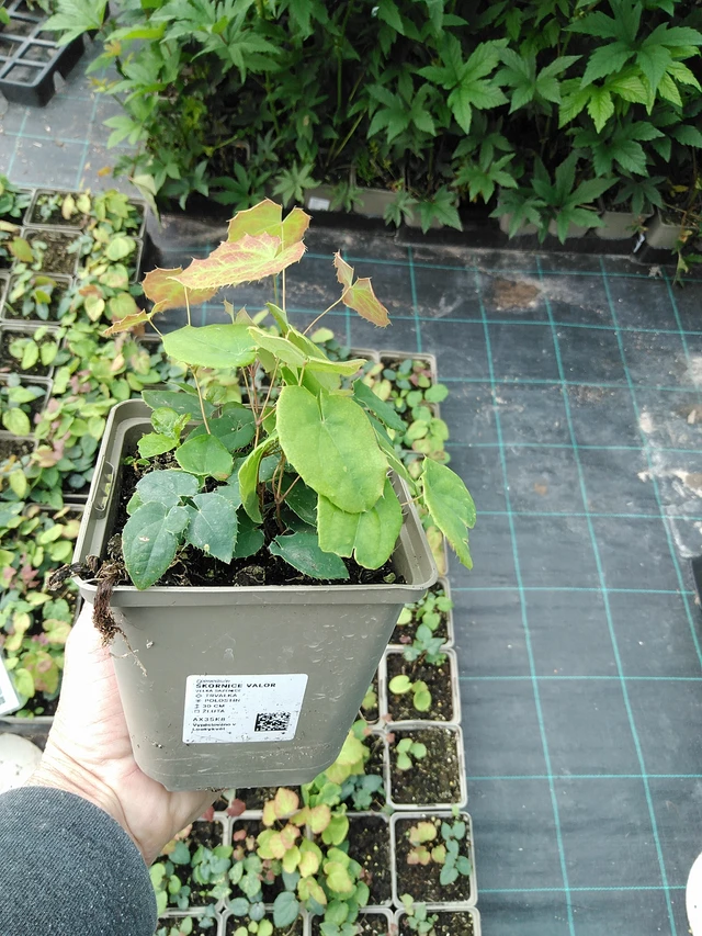 Epimedium Valor - 9. 6. 2025