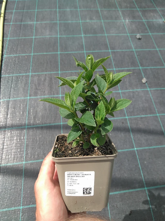 Hortenzie latnatá Silver Dollar - 26. 6. 2025