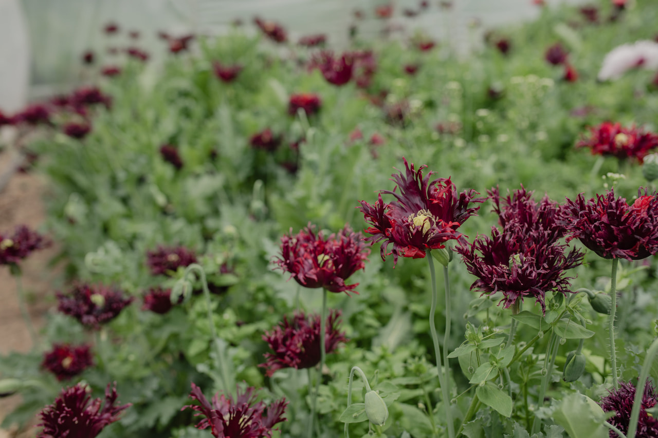 Valmue Black Swan, Loukykvět