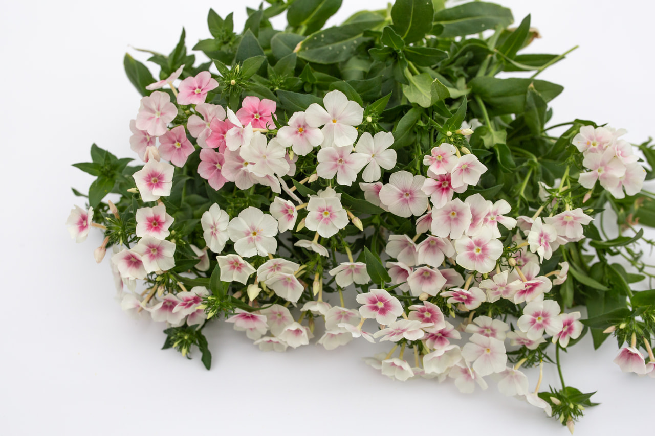 Floks Blushing Bride, Loukykvět