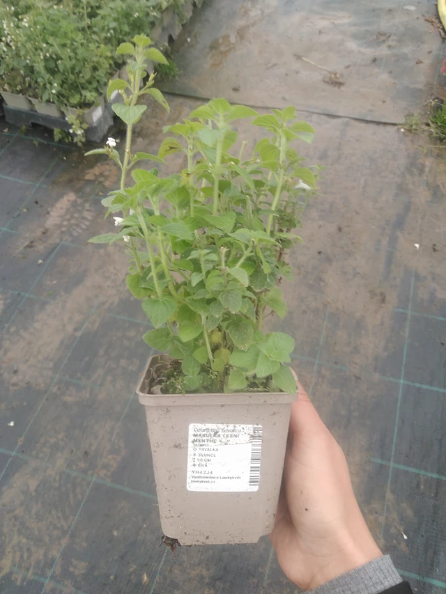 Metsäkalaminttu Menthe - 10. 10. 2025