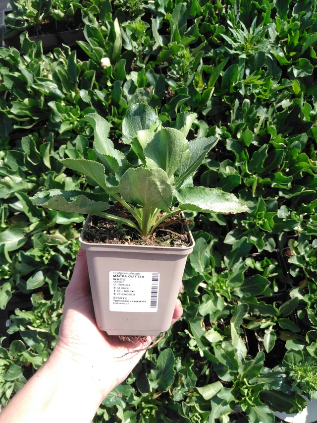 Eringio Glitter White - 2024