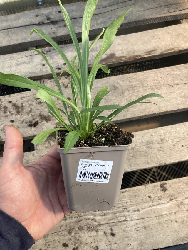 Piisku Moonlight Glory - 2024