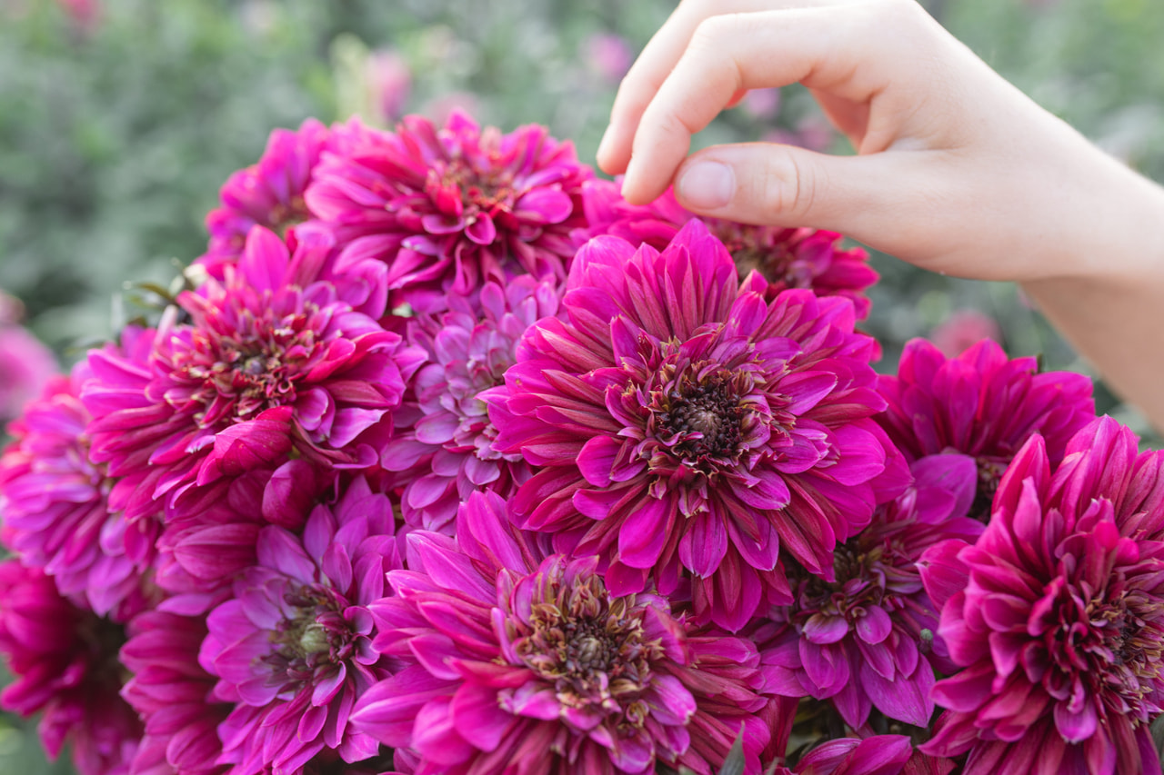 Daalia Purple Haze, Loukykvět