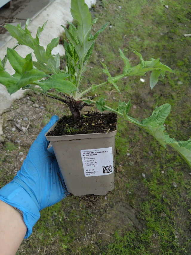 Balkaninpallo-ohdake Blue Glow - 10. 9. 2025