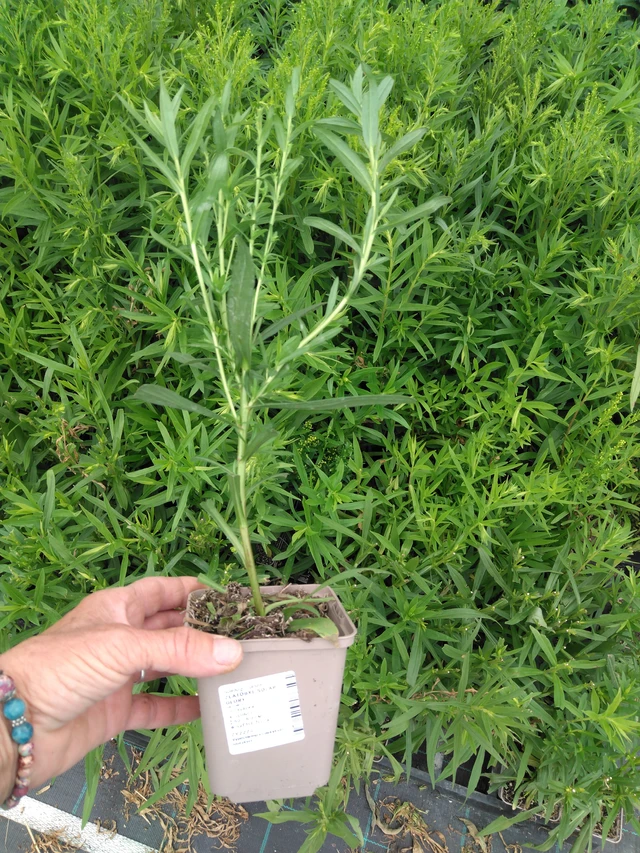 Vara de oro Solar Glory - 2024