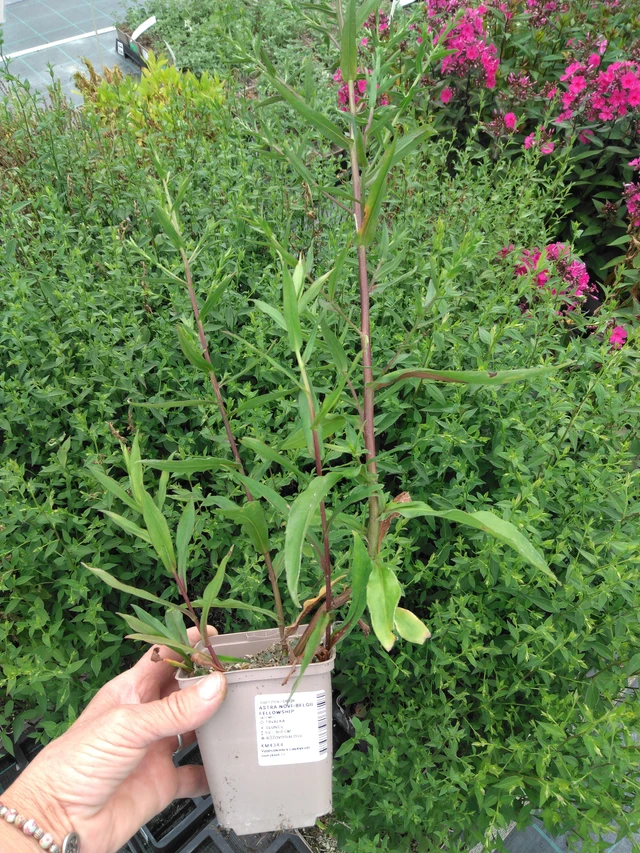 Syysasteri Fellowship - 2024