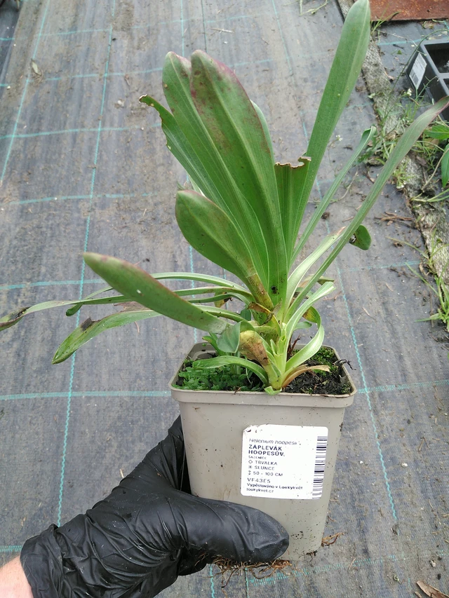 Komeahohdekukka - 10. 9. 2025