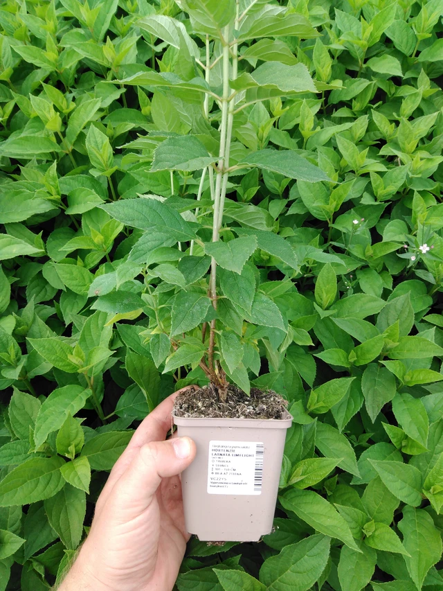 Syyshortensia Limelight - 2024