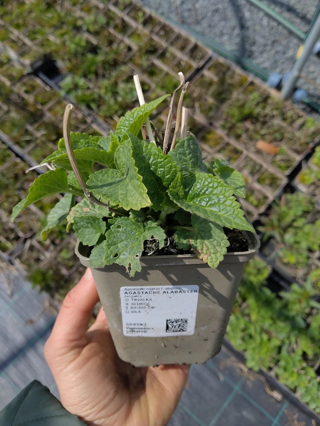 Iiso Alabaster - 21. 4. 2026