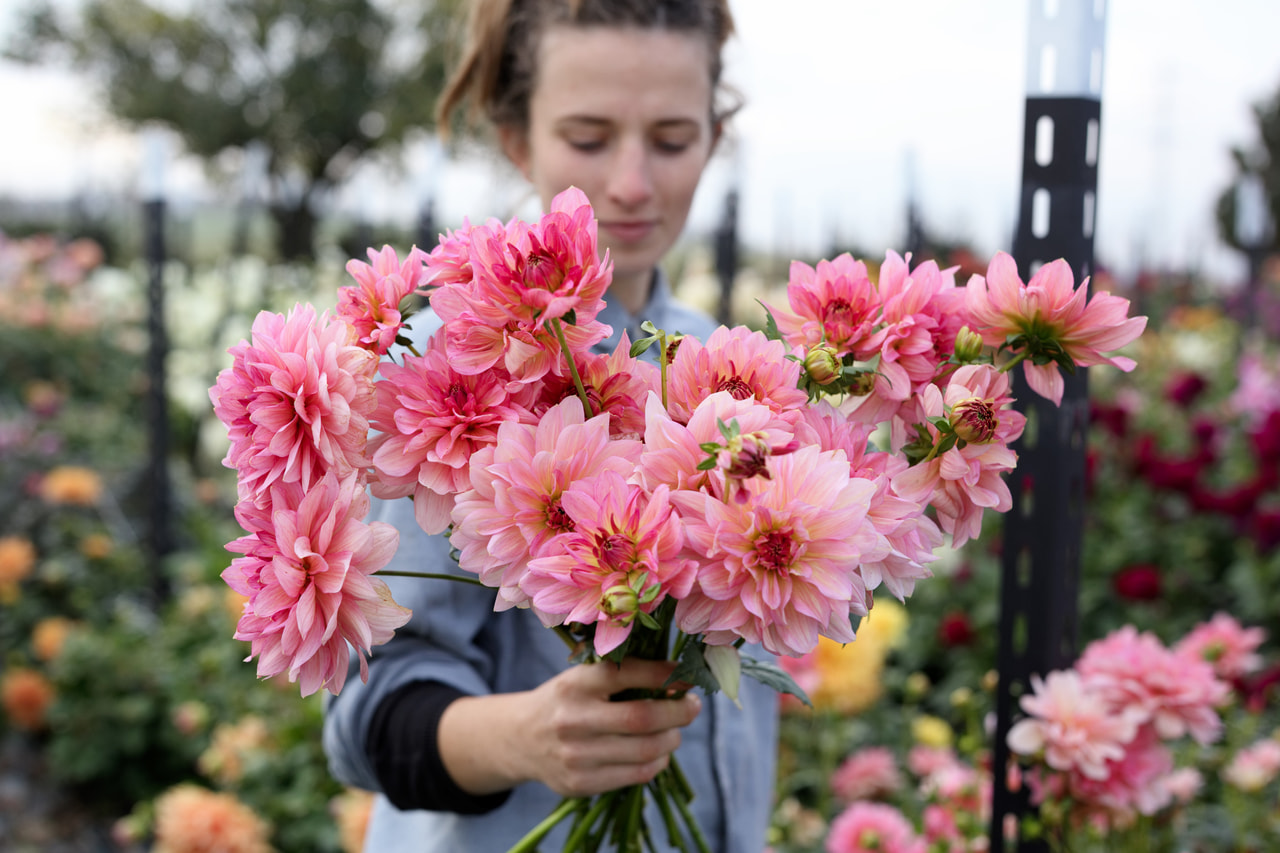 Daalia Souvenir, Loukykvět
