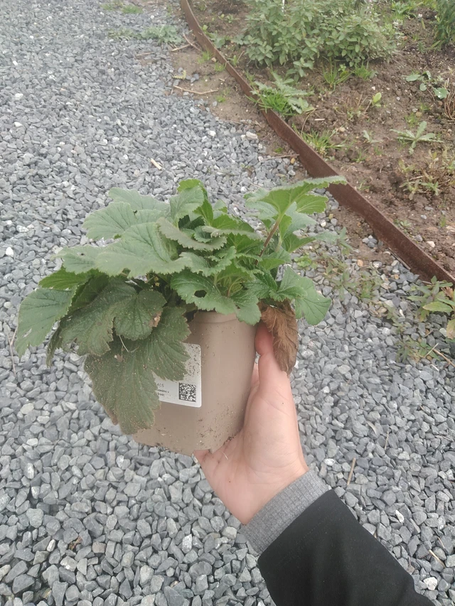 Kellukka Borisii - 10. 10. 2025