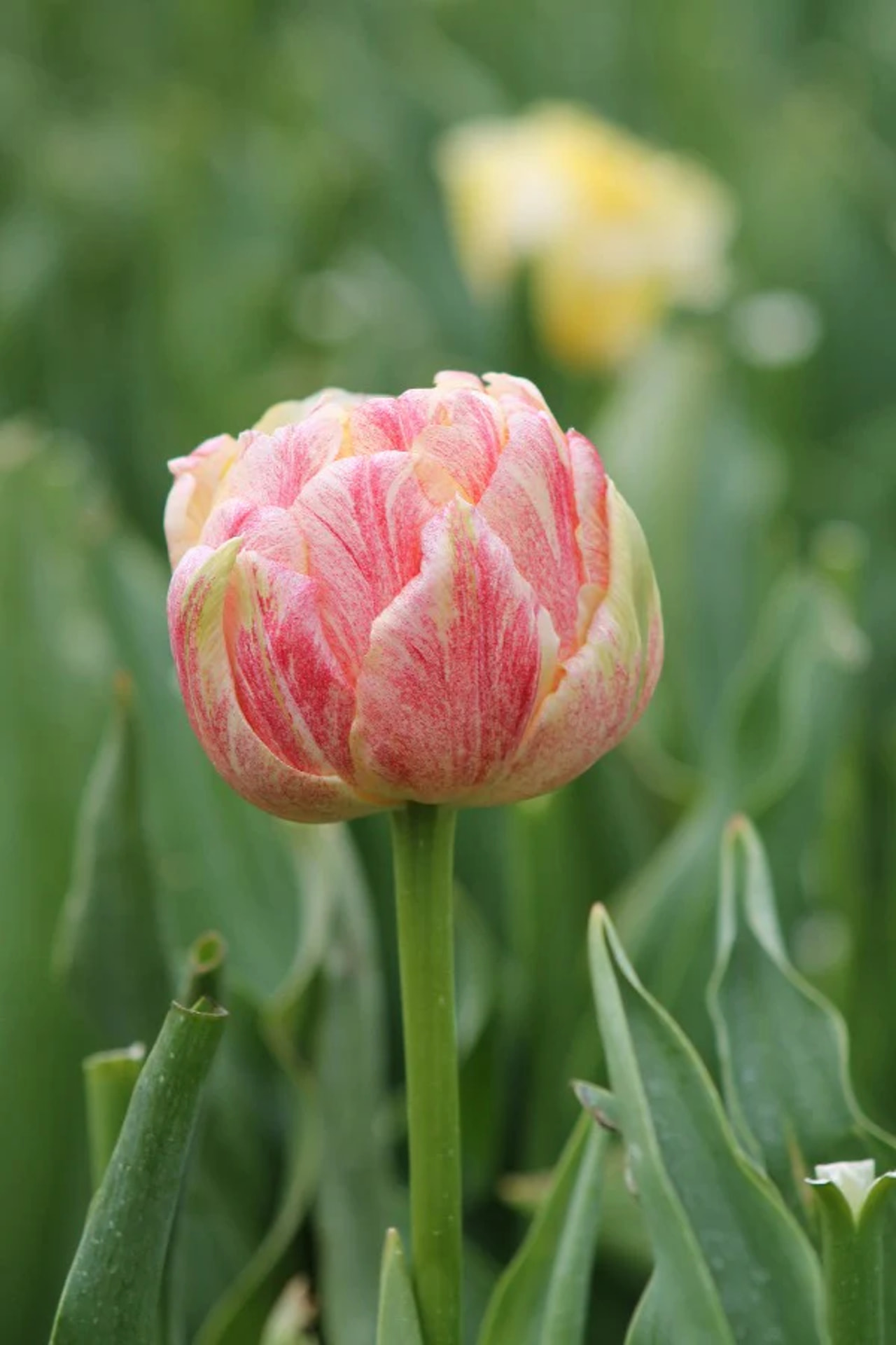 Tulppaani Sprinkle Dip, Loukykvět