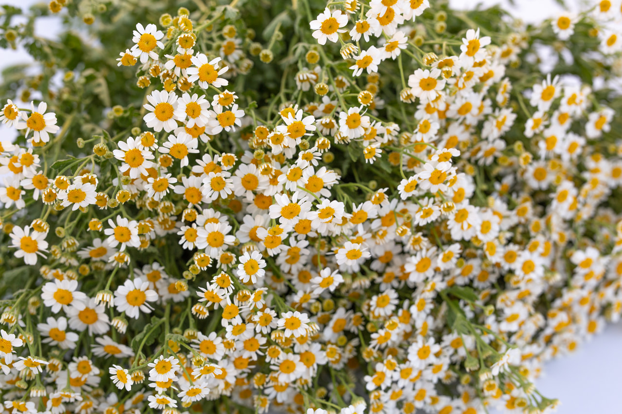 Reunuspietaryrtti Victory Single White, Loukykvět