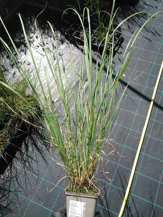 Dochan psárkovitý - 19. 8. 2025