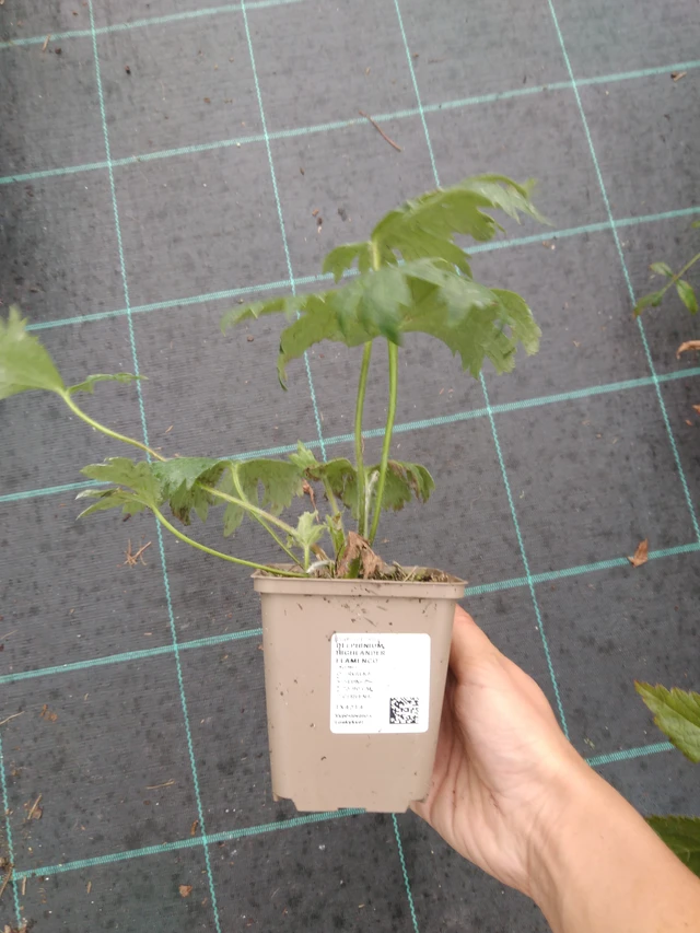 Espuela de caballero Highlander Flamenco - 10. 9. 2025