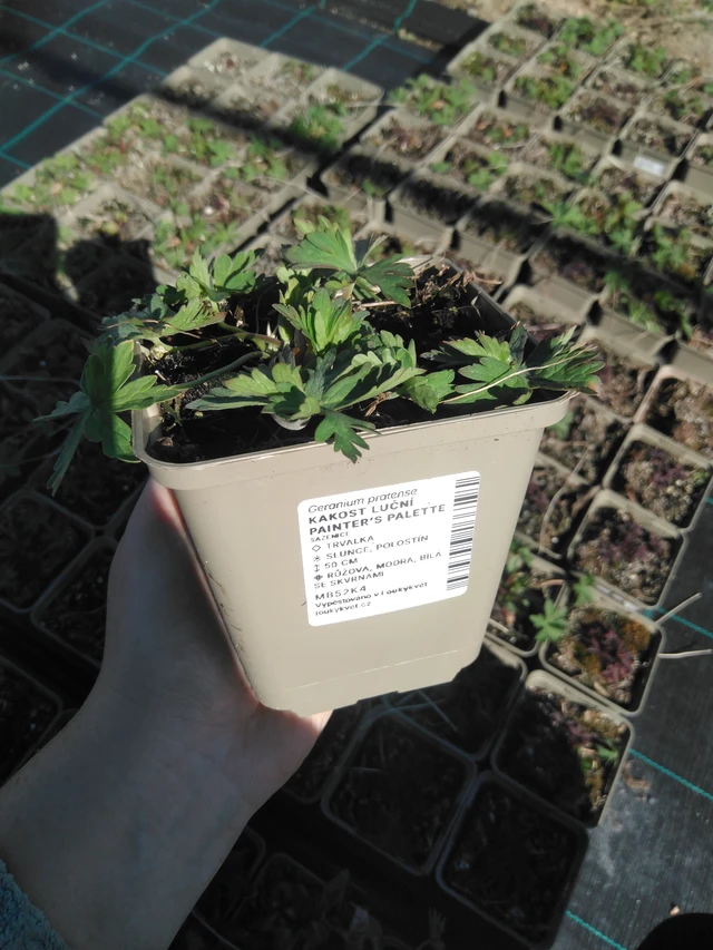 Kyläkurjenpolvi Painter’s Palette - 3. 4. 2025