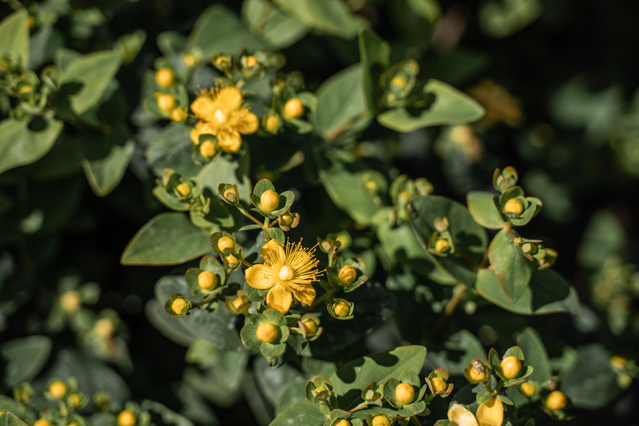 Hipérico Globo Champagne, Loukykvět