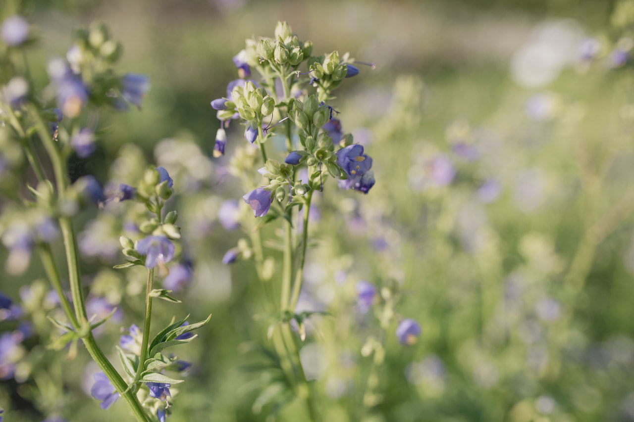 Sinilatva Blue Pearl, Loukykvět