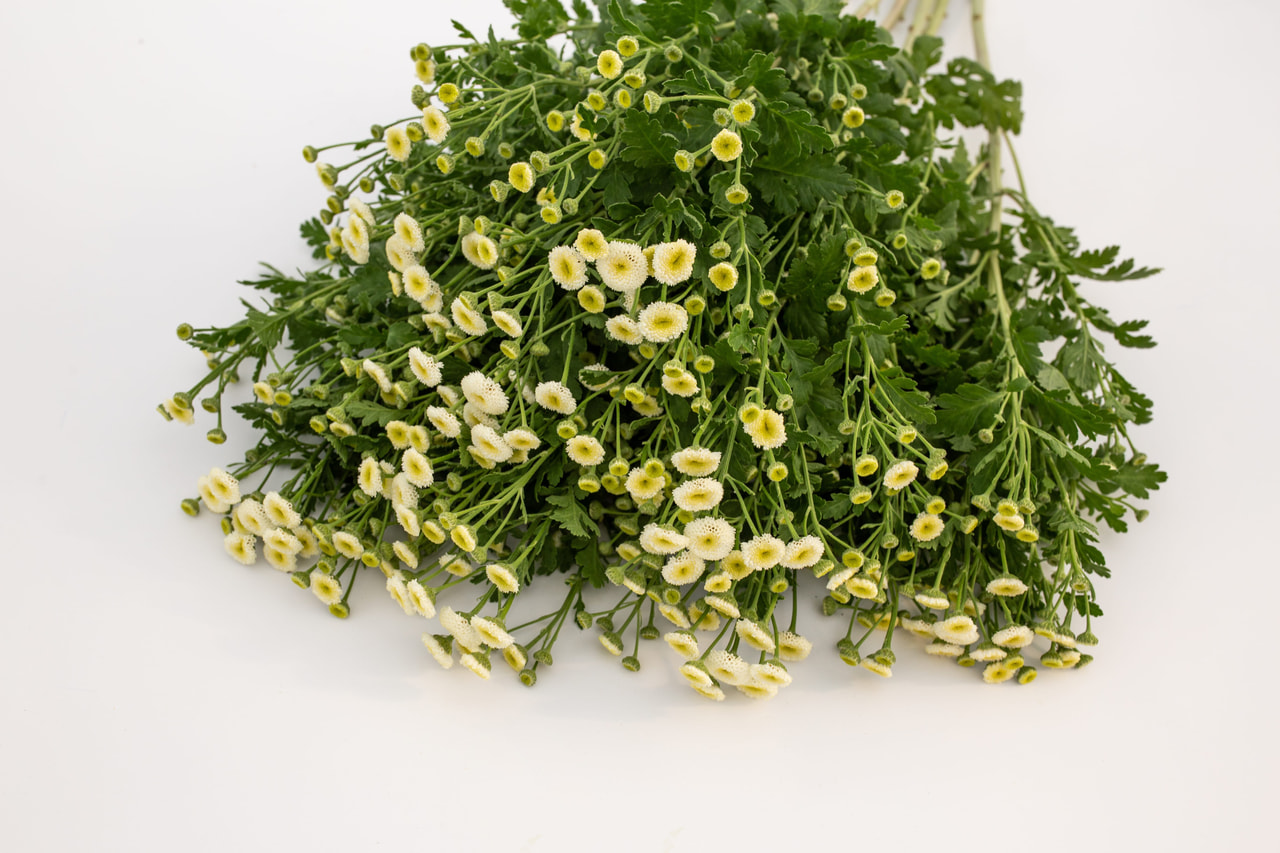 Punapäivänkakkara Victory Queen White, Loukykvět