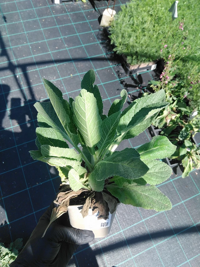 Gordolobo Rosie - 19. 8. 2025