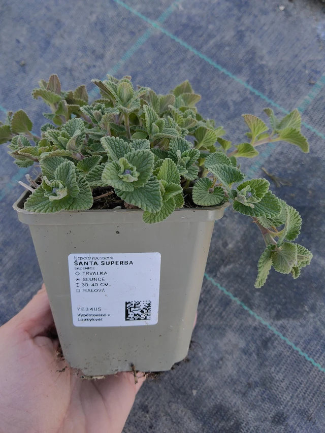 Kissanminttu Superba - 27. 3. 2026