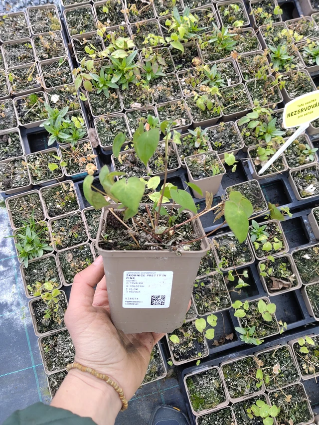 Epimedium Pretty in Pink - 21. 4. 2026