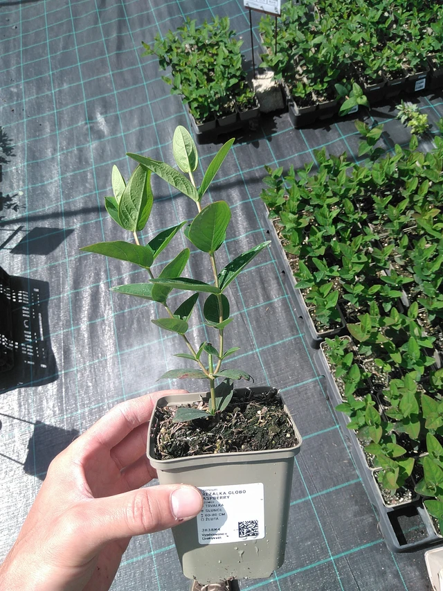 Kuisma Globo Raspberry - 24. 6. 2025