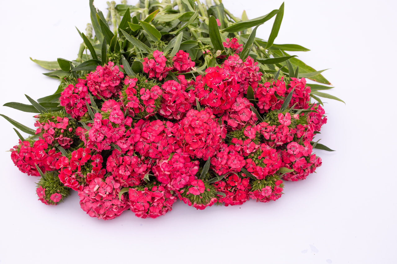 Harjaneilikka Barbienne Salmon, Loukykvět