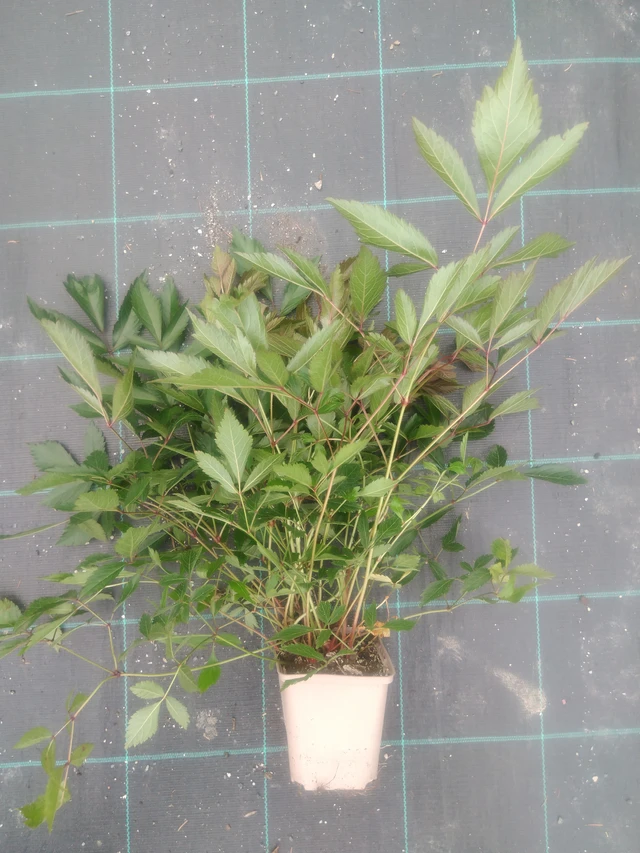 Jaloangervo Erika - 2024