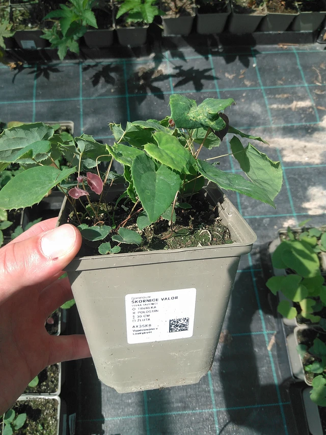 Epimedium Valor - 24. 6. 2025