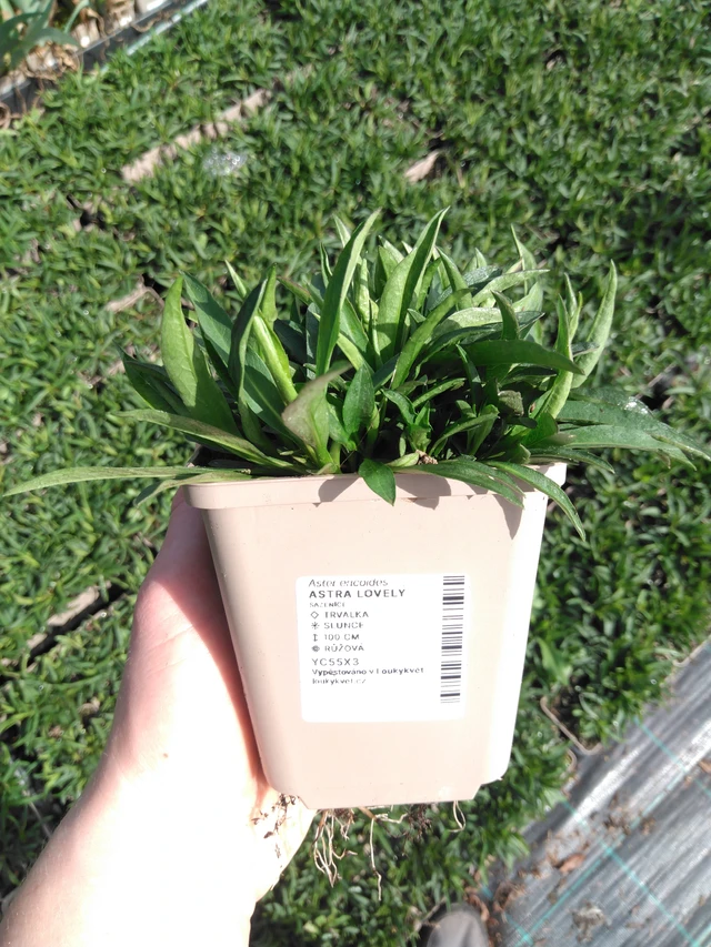 Asteri Lovely - 2024