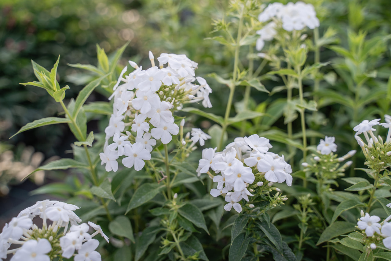 Leimu White Clouds, Loukykvět