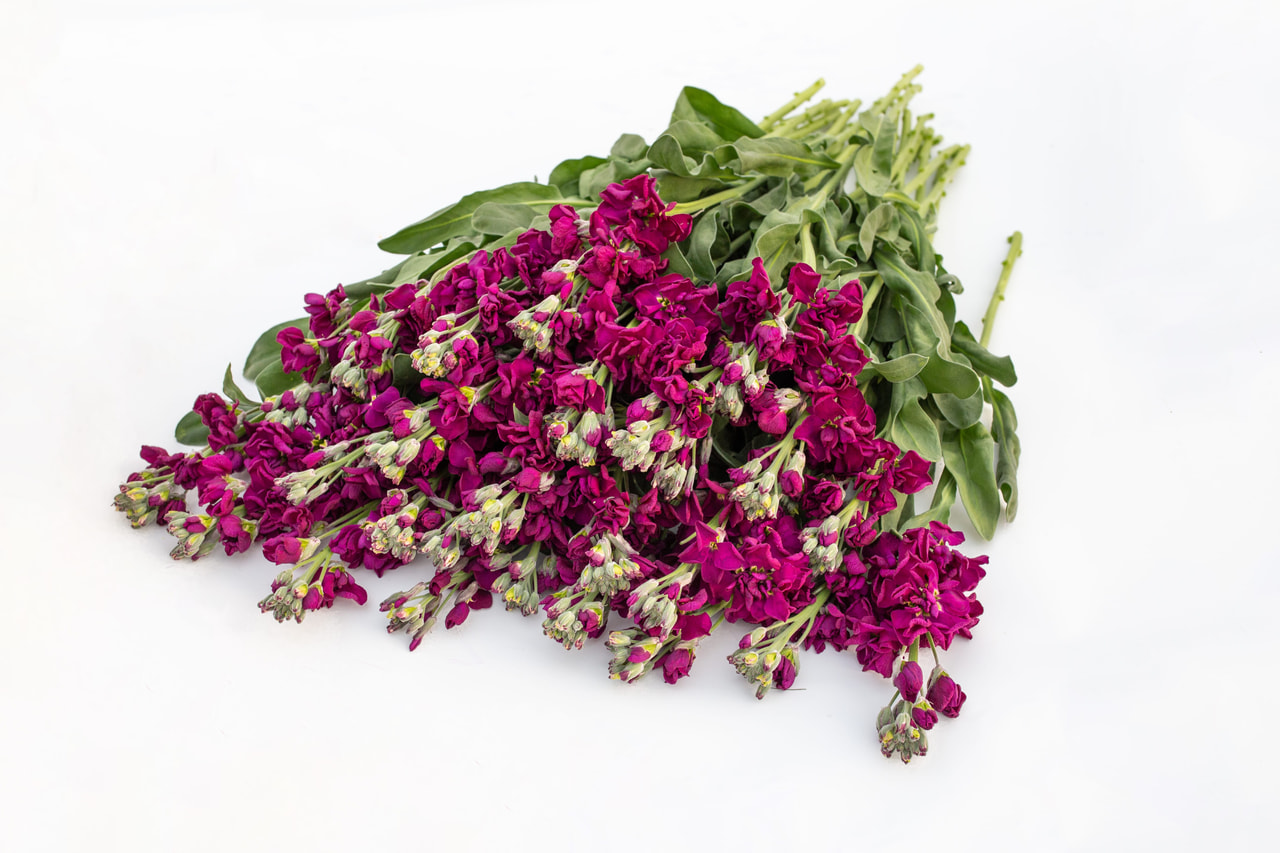 Alhelí Katz Purple, Loukykvět