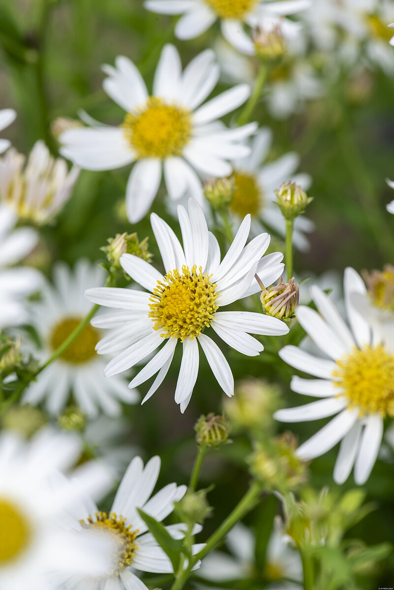 Tiukuasteri Alba, Loukykvět