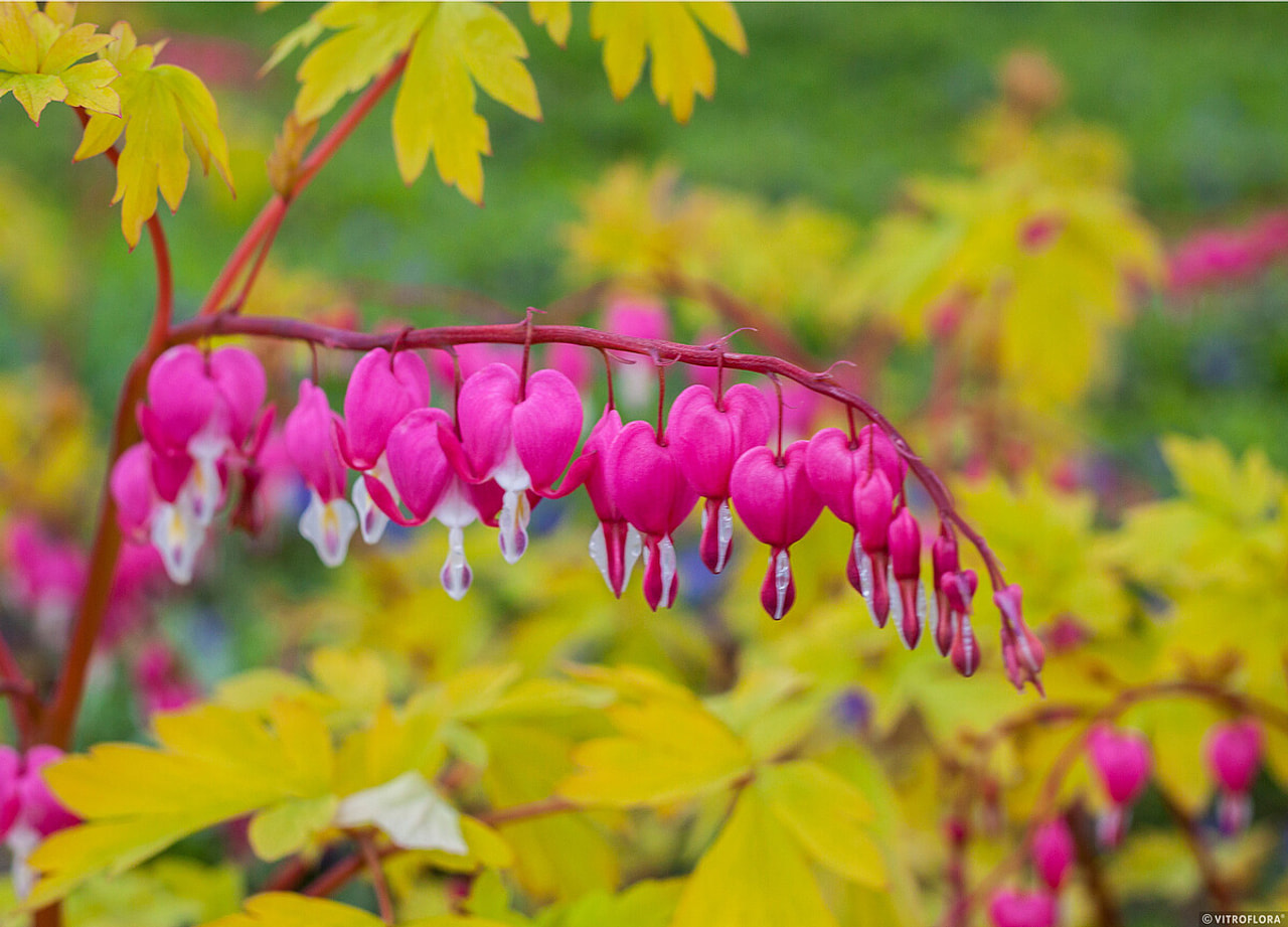 Särkynytsydän Gold Heart, Loukykvět