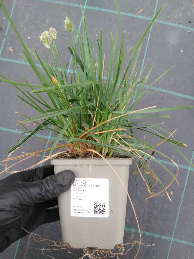 Unkarinlupaheinä - 1. 4. 2026