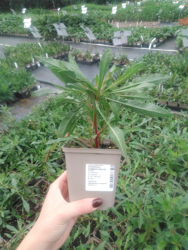 Kesäkynttilä Summer Breeze - 2024