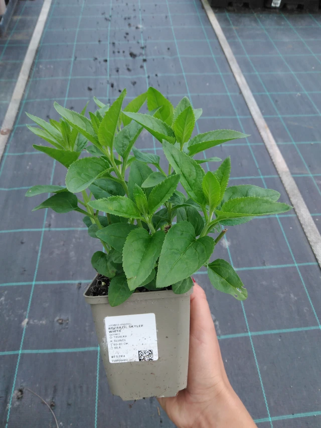 Tädyke Skyler White - 11. 9. 2025