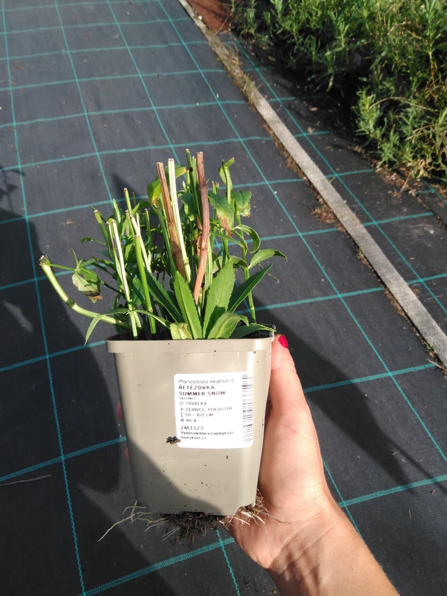 Kellopeippi Summer Snow - 11. 9. 2025