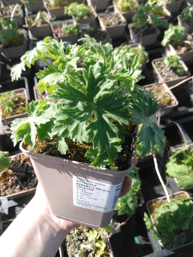 Ritarinkannus Benary’s Pacific Galahad - 3. 4. 2025