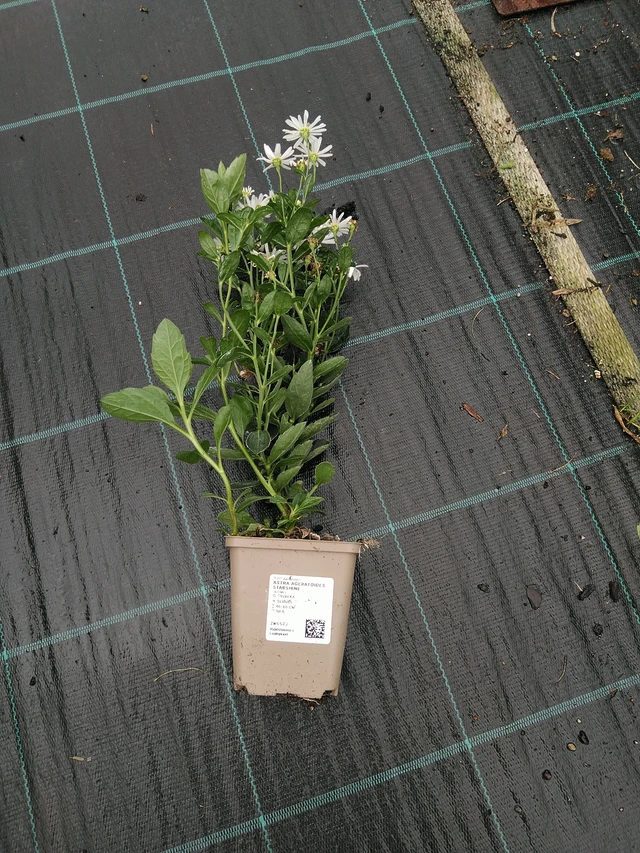 Siperianasteri Starshine - 10. 9. 2025